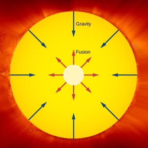 The outward pressure of fusion balances the inward force of gravity